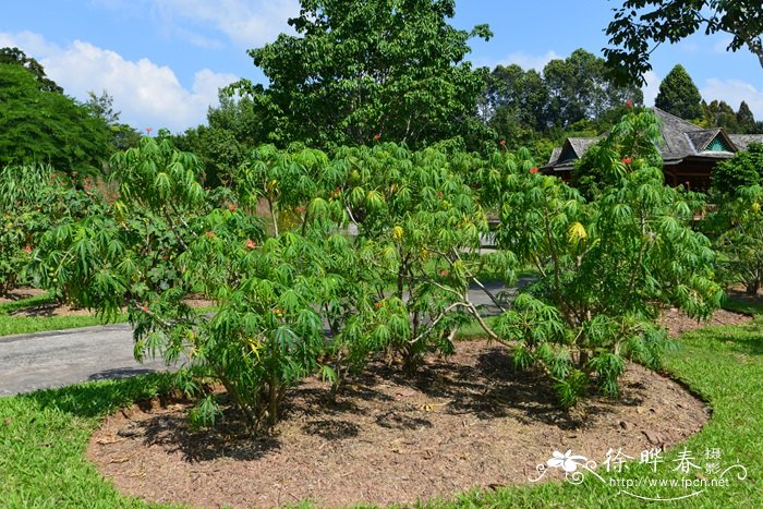 细裂麻疯树Jatropha multifida