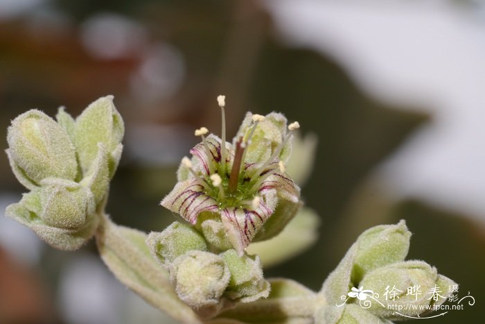 仙女之舞Kalanchoe beharensis 仙女之舞Kalanchoe beharensis
