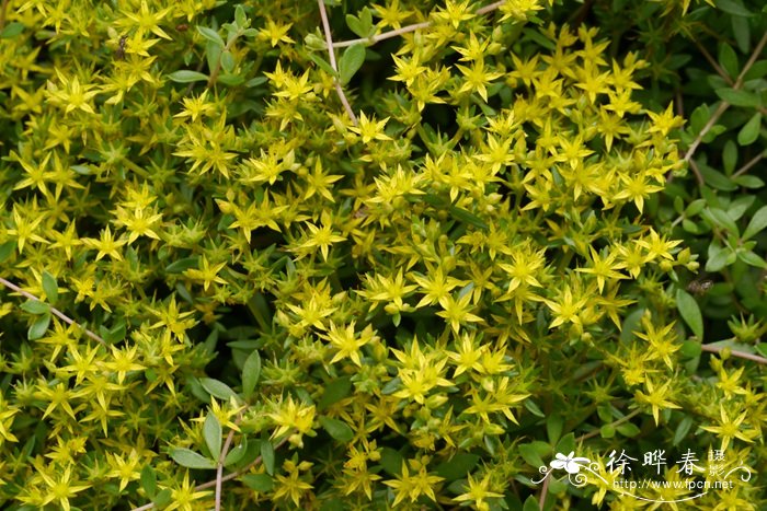 垂盆草Sedum sarmentosum 垂盆草Sedum sarmentosum