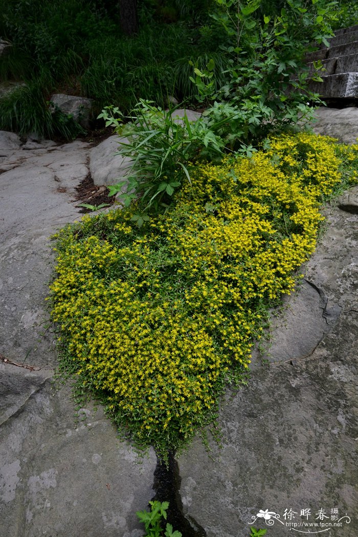 垂盆草Sedum sarmentosum 垂盆草Sedum sarmentosum