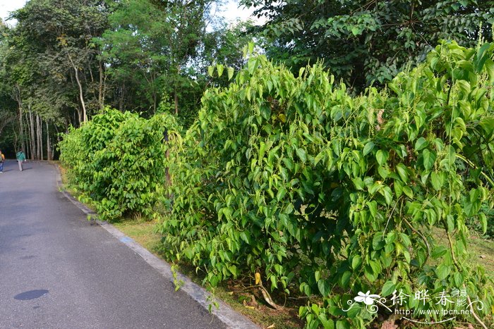 南美油藤Plukenetia volubilis 南美油藤Plukenetia volubilis