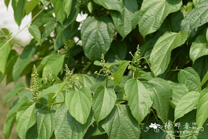 南美油藤Plukenetia volubilis 南美油藤Plukenetia volubilis