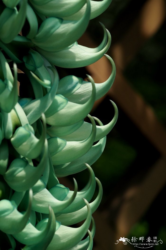 绿玉藤Strongylodon macrobotrys 绿玉藤Strongylodon macrobotrys