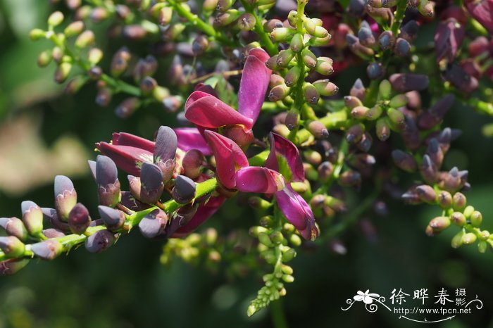 香花崖豆藤Callerya dielsiana 香花崖豆藤Callerya dielsiana