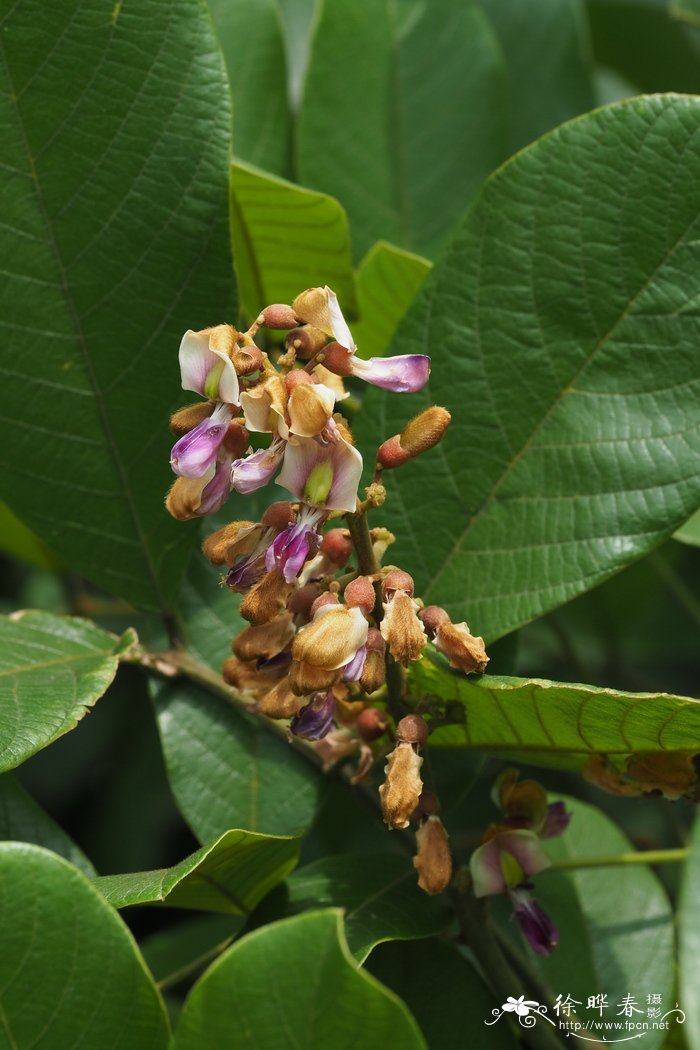 亮叶鸡血藤Callerya nitida