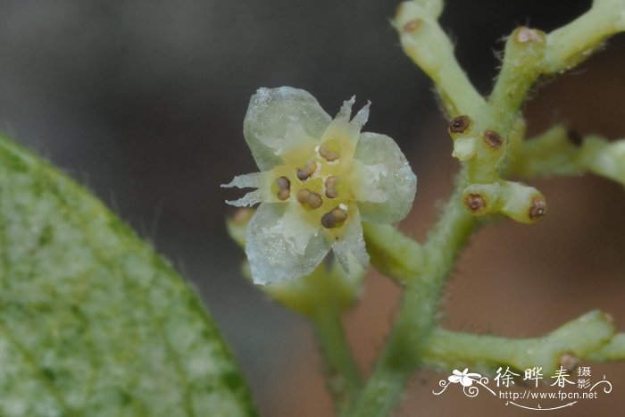 木防已 Cocculus orbiculatus 木防已 Cocculus orbiculatus