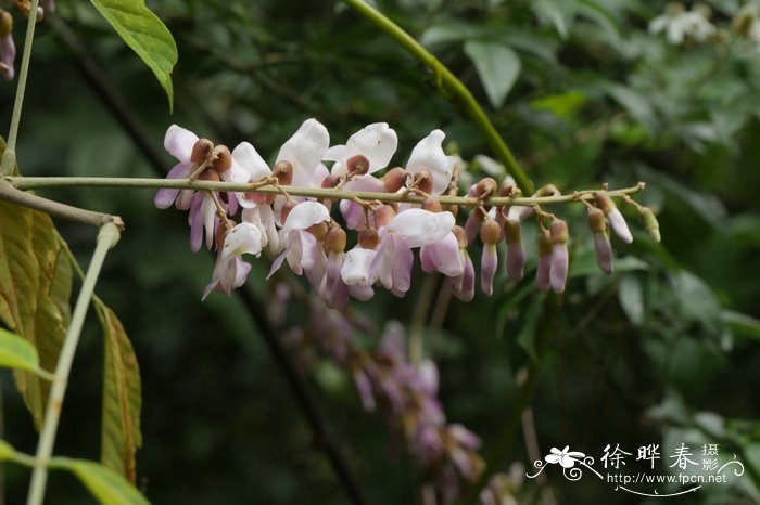 厚果崖豆藤Millettia pachycarpa