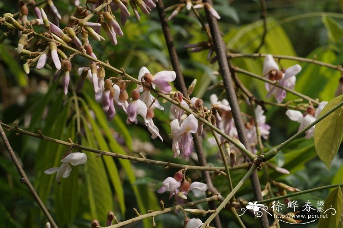 厚果崖豆藤Millettia pachycarpa