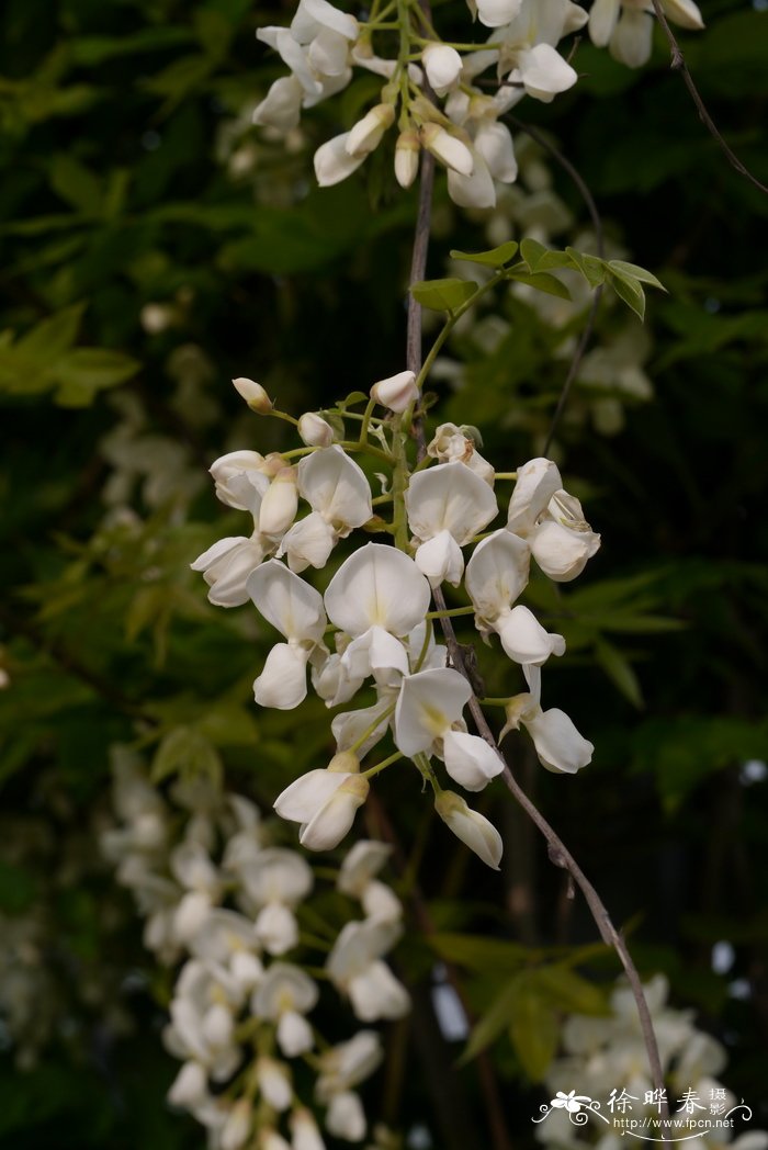 白花藤萝Wisteria venusta