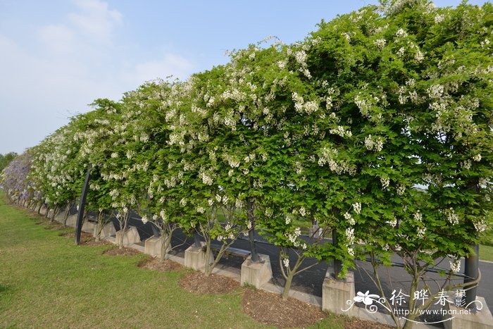 白花藤萝Wisteria venusta