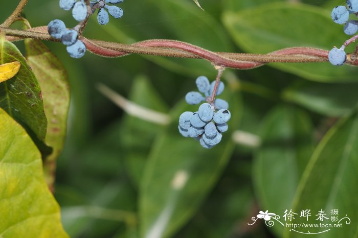 木防已 Cocculus orbiculatus 木防已 Cocculus orbiculatus