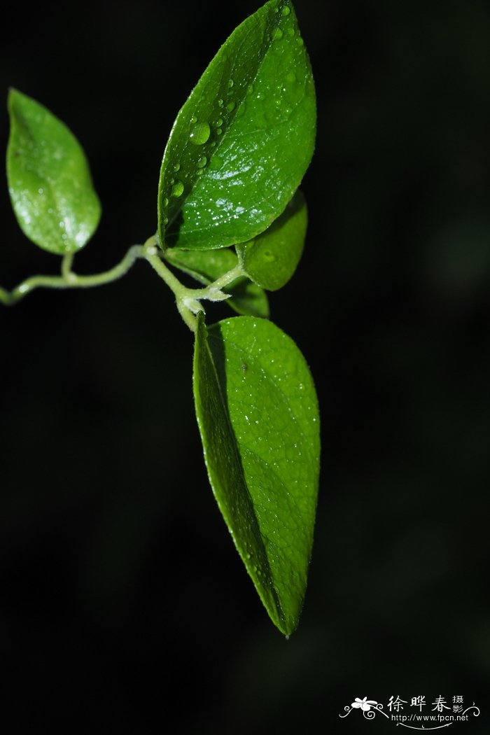 木防已 Cocculus orbiculatus 木防已 Cocculus orbiculatus