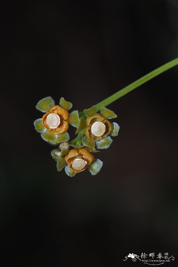一点血Stephania dielsiana 一点血Stephania dielsiana