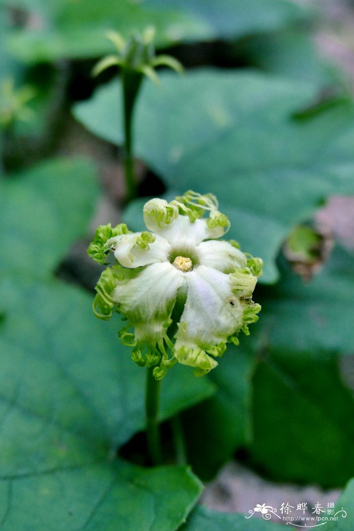 中华栝楼Trichosanthes rosthornii 中华栝楼Trichosanthes rosthornii