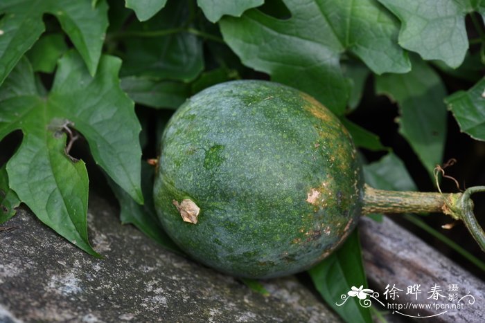 中华栝楼Trichosanthes rosthornii 中华栝楼Trichosanthes rosthornii