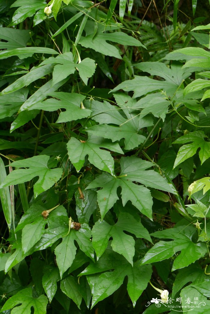 中华栝楼Trichosanthes rosthornii 中华栝楼Trichosanthes rosthornii