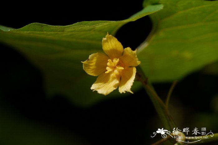 罗汉果Siraitia grosvenorii