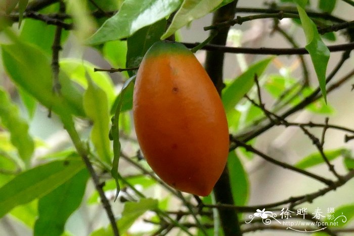 尖山橙Melodinus fusiformis