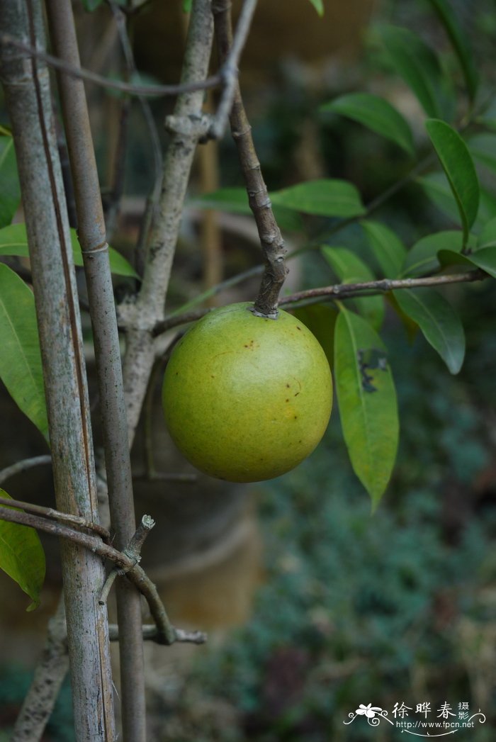 山橙Melodinus suaveolens