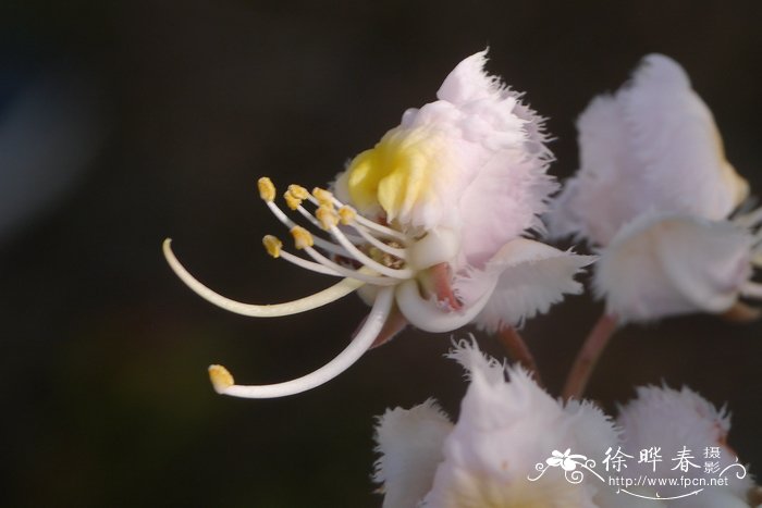 风筝果Hiptage benghalensis 风筝果Hiptage benghalensis