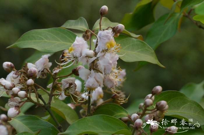 风筝果Hiptage benghalensis 风筝果Hiptage benghalensis