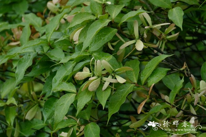 风筝果Hiptage benghalensis 风筝果Hiptage benghalensis