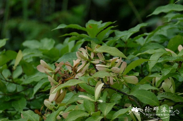 风筝果Hiptage benghalensis 风筝果Hiptage benghalensis