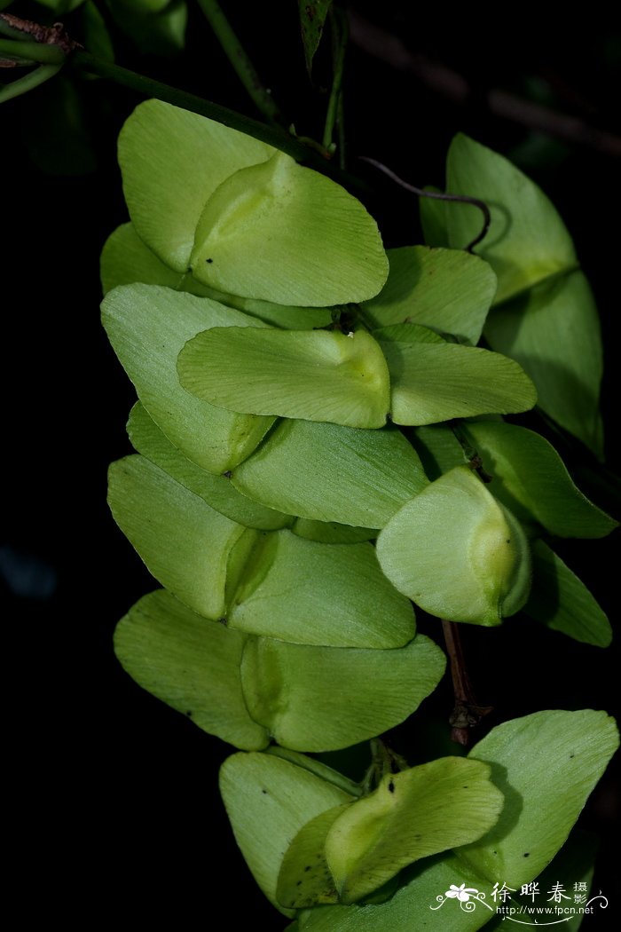 红花青藤Illigera rhodantha 红花青藤Illigera rhodantha