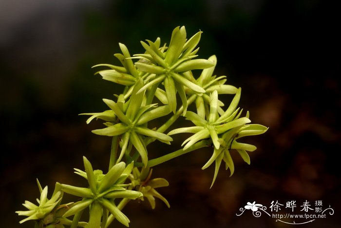 星果藤Tristellateia australasiae 星果藤Tristellateia australasiae