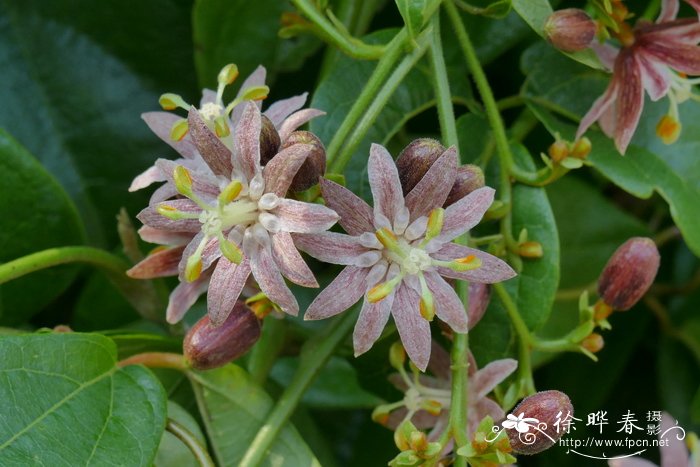 红花青藤Illigera rhodantha 红花青藤Illigera rhodantha