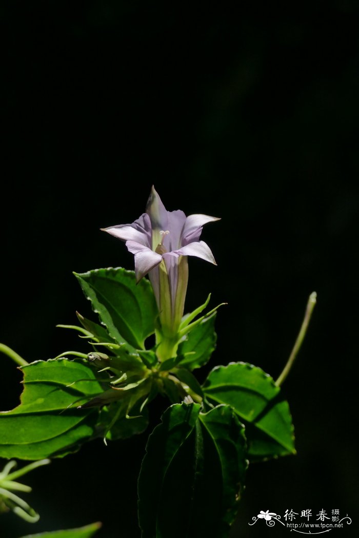 香港双蝴蝶Tripterospermum nienkui