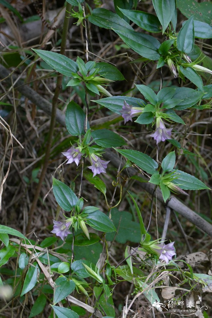 香港双蝴蝶Tripterospermum nienkui