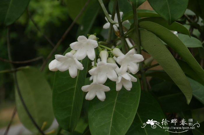 多花黑鳗藤Stephanotis floribunda