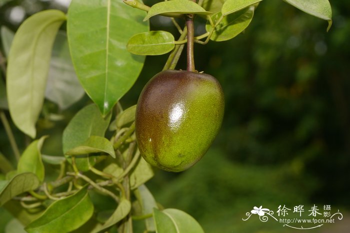 多花黑鳗藤Stephanotis floribunda