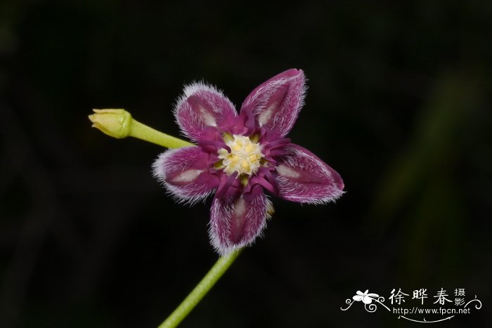 杠柳Periploca sepium 杠柳Periploca sepium