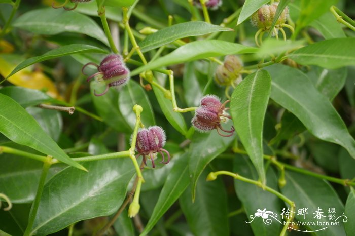 杠柳Periploca sepium 杠柳Periploca sepium