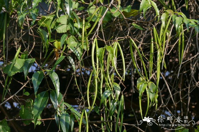 杠柳Periploca sepium 杠柳Periploca sepium