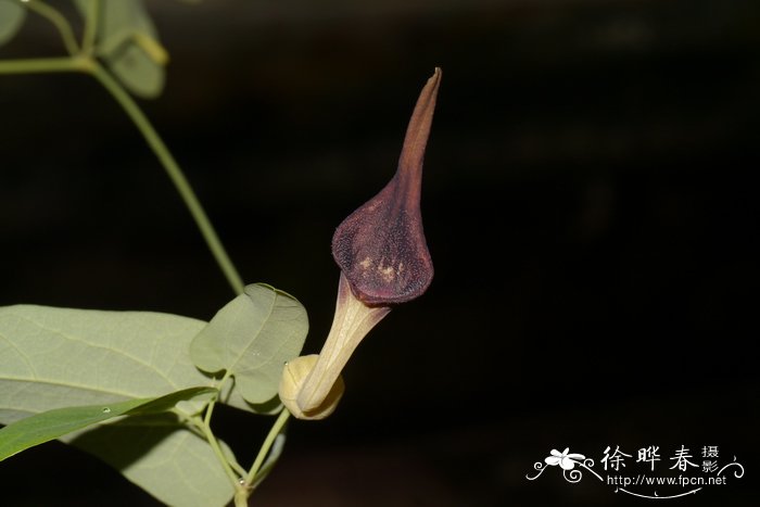 马兜铃Aristolochia debilis