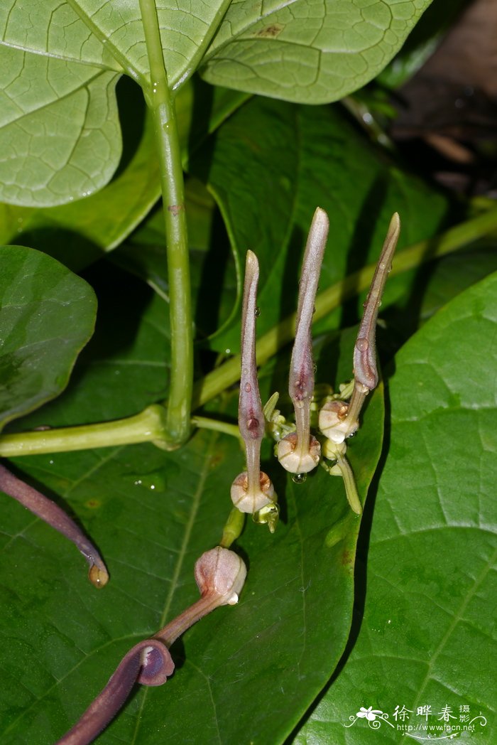 耳叶马兜铃Aristolochia tagala