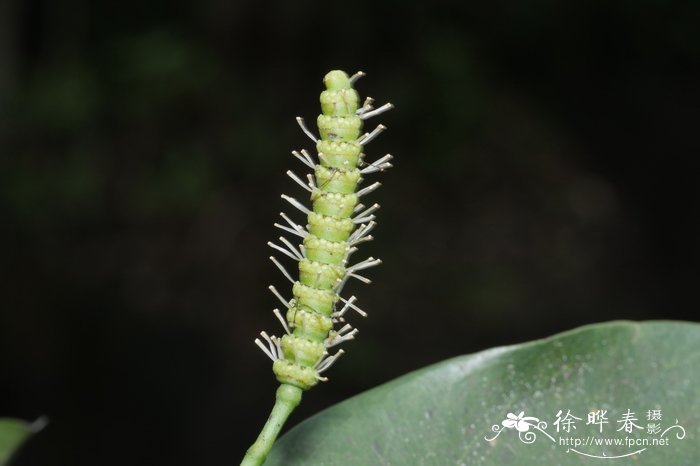 罗浮买麻藤Gnetum lofuense