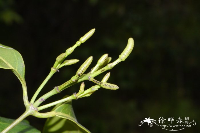 小叶买麻藤Gnetum parvifolium