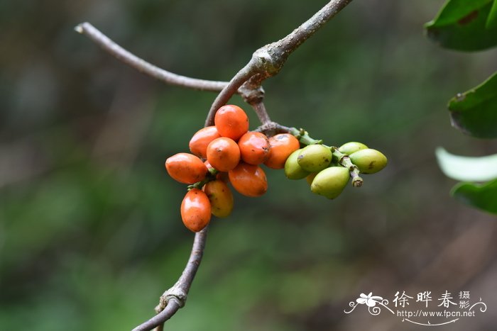 小叶买麻藤Gnetum parvifolium