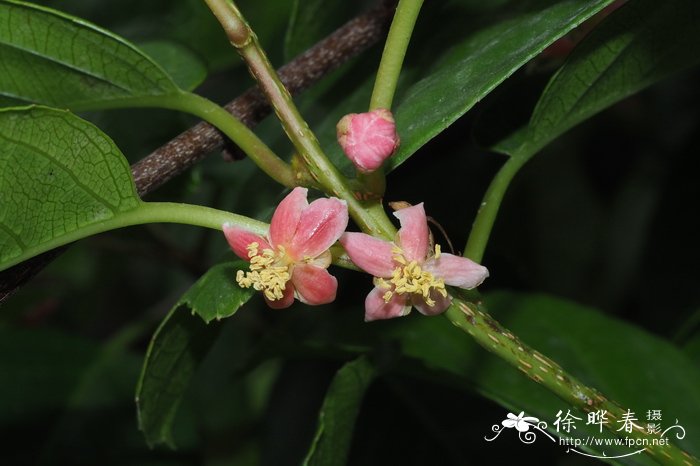毛花猕猴桃Actinidia eriantha 毛花猕猴桃Actinidia eriantha