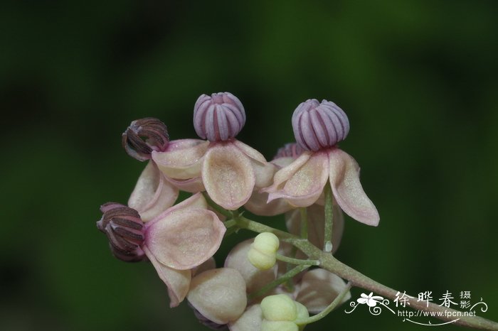 木通Akebia quinata 木通Akebia quinata