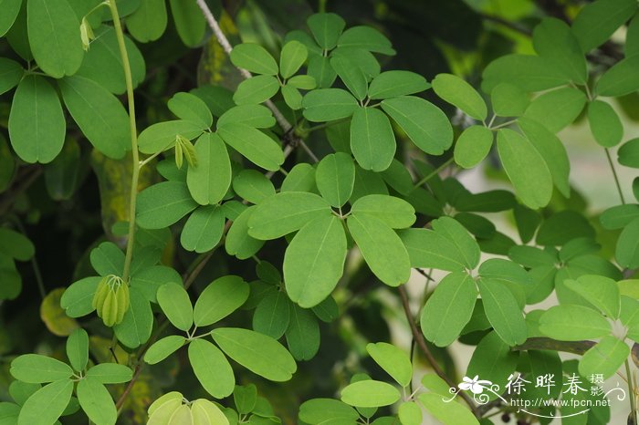 木通Akebia quinata 木通Akebia quinata