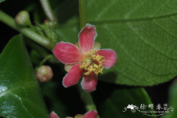 毛花猕猴桃Actinidia eriantha