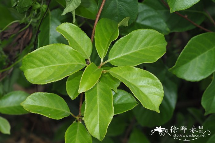 毛花猕猴桃Actinidia eriantha 毛花猕猴桃Actinidia eriantha