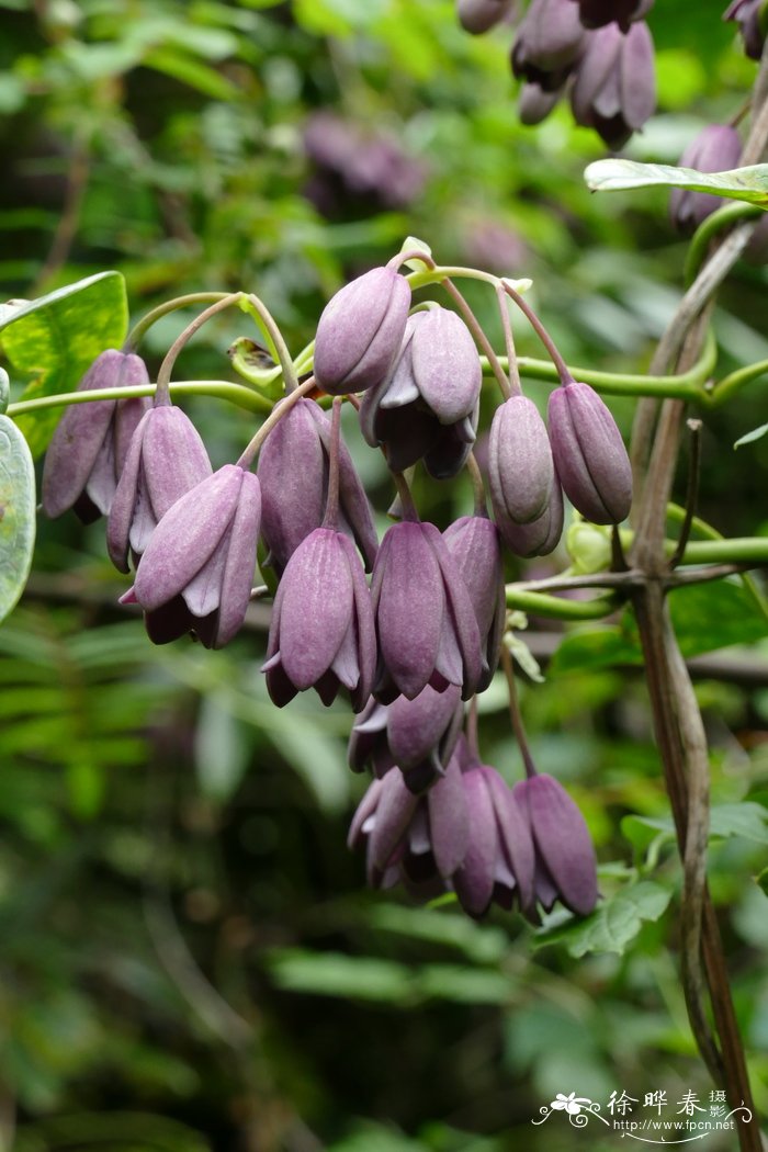 鹰爪枫Holboellia coriacea 鹰爪枫Holboellia coriacea