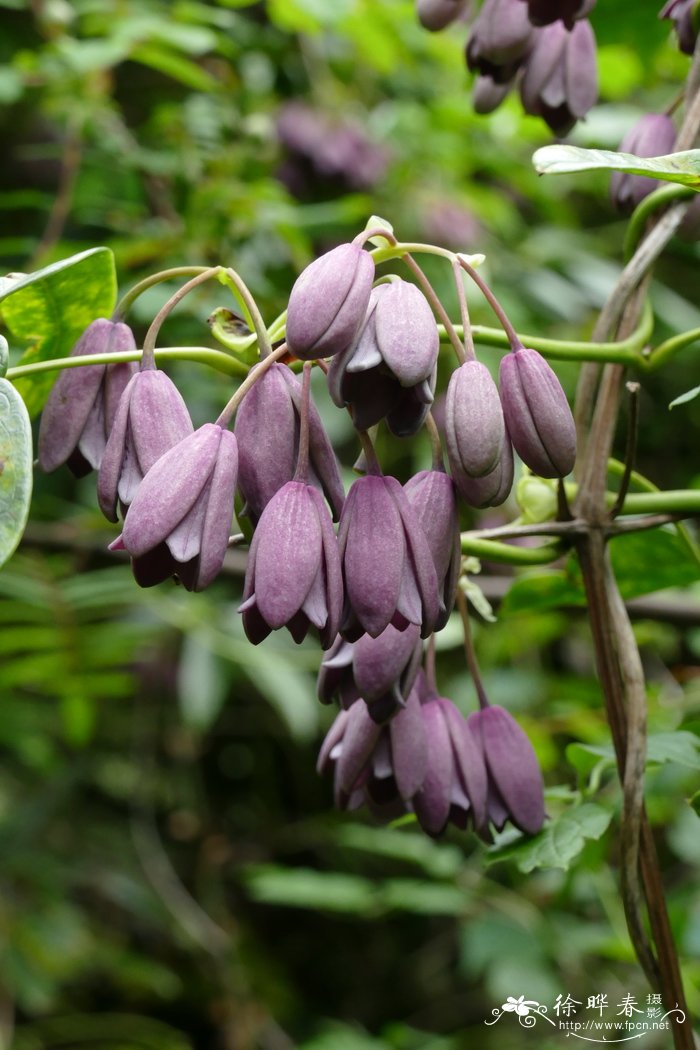 鹰爪枫Holboellia coriacea