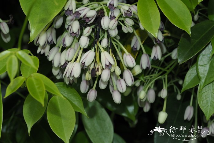 鹰爪枫Holboellia coriacea 鹰爪枫Holboellia coriacea